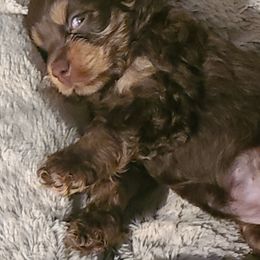 Cocker Spaniel Puppies from Cockers of Country Lane