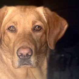 Labrador Retrievers from Cedar Ridge Labradors