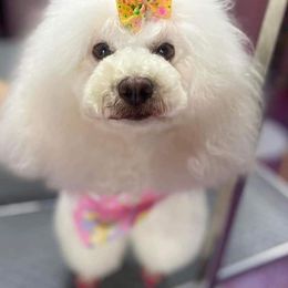 Cavapoos, Cockapoos, Goldendoodles, and Poodles from Pucci Pawfect Doodles