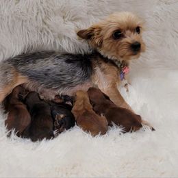 Maltipoo and Yorkipoo Puppies from Crimson Dessert Yorkiepoos