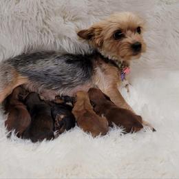 Maltipoo and Yorkipoo Puppies from Crimson Dessert Yorkiepoos