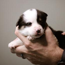 Leah - Black and tan female Pembroke Welsh Corgi puppy in South Otselic, New York from Ridge Top Corgis
