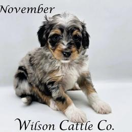 November - Blue merle female Aussiedoodle puppy in Lancaster, Minnesota from Wilson Cattle Co.