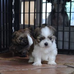 Ivy - Black gold and white female Shih Tzu puppy in Grand Prairie, Texas from R&R Shih-Tzus & Stud Services