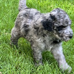 Labradoodle Puppies from Bear Creek Labradoodles