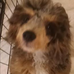 Duke - Gray male Poodle puppy in East Providence, Rhode Island from Marta's Cavaliers