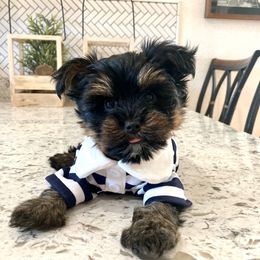 Leo - Yorkshire Terrier