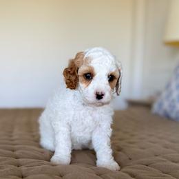 Polka - Blenheim female Cavapoo puppy in Kennewick, Washington from The Little Park Farm
