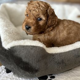 Boy 1 - Red Labradoodle puppy in Bradenton, Florida from Doodle Acres