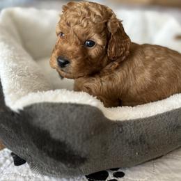 Boy 1 - Red Labradoodle puppy in Bradenton, Florida from Doodle Acres