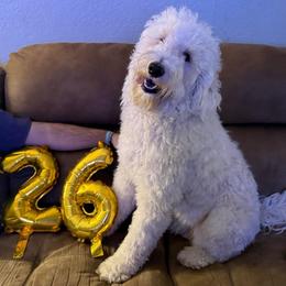 Rizzo - Double Doodle