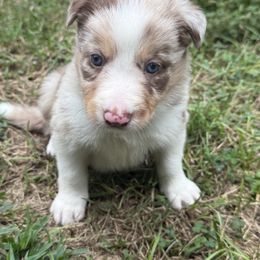 Salute - Red merle male Border Collie puppy in Cedartown, Georgia from Ferguson Border Collies