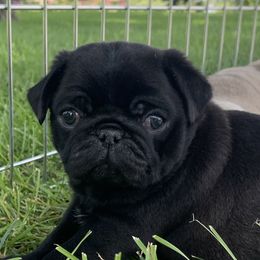 Pugs from Holland Pugs