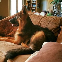German Shepherd All Grown Up from Cheryl Fedak's German Shepherds
