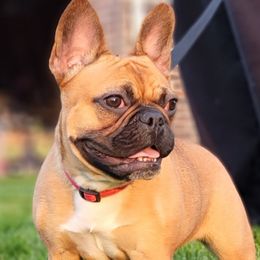 Pepper - French Bulldog