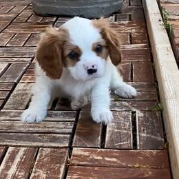 Cavalier King Charles Spaniel Puppies from Austin Cavaliers