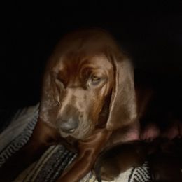 Karma - Redbone Coonhound