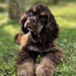 Goose - Cocker Spaniel