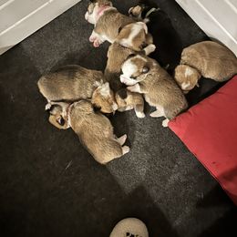 Pembroke Welsh Corgi puppies from Ginger Sky Corgi Ranch