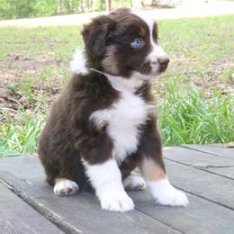 Beetle - Red tri-color female Australian Shepherd puppy in Macon, Georgia from Shaina’s Shepherds