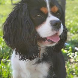 Nina - Cavalier King Charles Spaniel