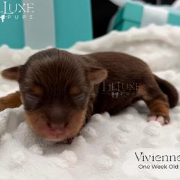 Vivienne - Red female Companion Cross puppy in Scottsdale, Arizona from Lil Luxe Pups
