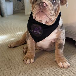 Bulldog Puppies from Bougie Bullies & Birds LLC