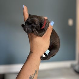 Desire- red - Fawn sable female Belgian Malinois puppy in North Carolina from Furia Ignis Belgian Malinois