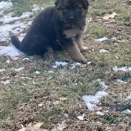 German Shepherd Puppies from MK German Shepherds LLC