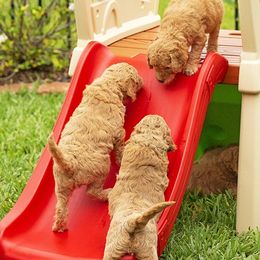 Goldendoodle All Grown Up from We R Mini Doodles