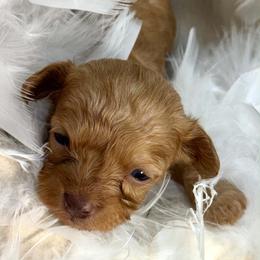 Nutmeg Latte - Red female Cavapoo puppy in Van Alstyne, Texas from Home Grown Puppies
