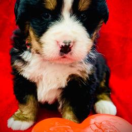 Valentine OFA - Black rust and white male Bernese Mountain Dog puppy in Strasburg, Ohio from Lois Allison