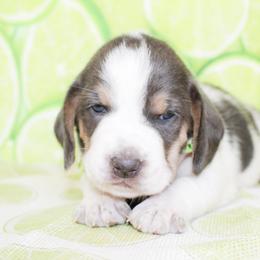Teddy - Blue tan and white male Basset Hound puppy in Antlers, Oklahoma from Rocking H