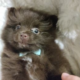 Pomeranian Puppies from Cutie Poms