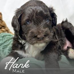 Hank - Brown and white male Portuguese Water Dog puppy in Asheville, North Carolina from Top Notch Portuguese Water Dogs