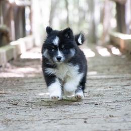 Pomsky Puppies from New World Pomskies