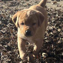 Connie - Yellow female Labrador Retriever puppy in Alcester, South Dakota from R-Team