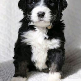 Bernedoodle and Goldendoodle Puppies from Happy Valley Doodles