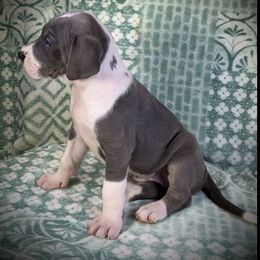 Sterling - Blue female Great Dane puppy in Lebanon, Virginia from North Cedar Danes
