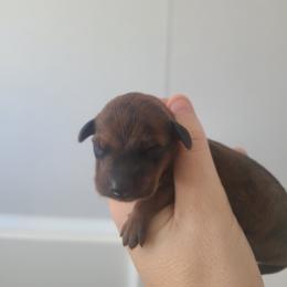 Boy 2 - Brindle male Dachshund puppy in Okeechobee, Florida from Far Far Away Dachshunds