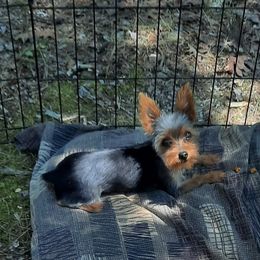 Yorkshire Terrier All Grown Up from Yorkie Paws