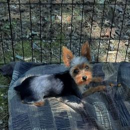 Yorkshire Terrier All Grown Up from Yorkie Paws