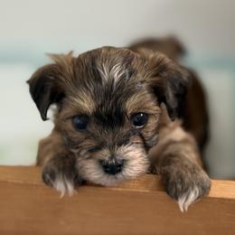 Fiesta - Red sable female Havanese puppy in Rochester, New York from HavaHavanese