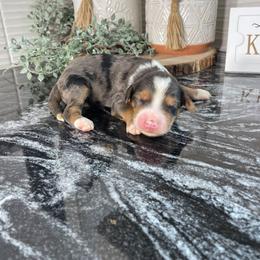 Tucker - Merle male Bernedoodle puppy in Holtwood, Pennsylvania from Country Ridge Puppies