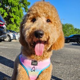 Bambi - Goldendoodle