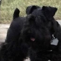 Captain - Miniature Schnauzer