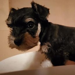 Miniature Schnauzers and Poodles from 406mt schnauzers