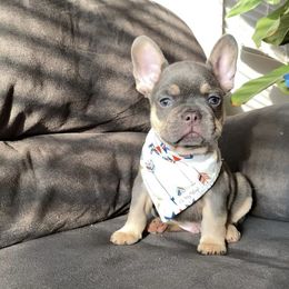 French Bulldog Puppies from House of Imports Frenchies