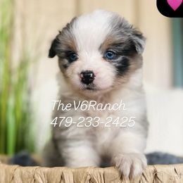 Aussiedoodles, Australian Shepherds, Goldendoodles, and Sheepadoodles from V6 Ranch Dogs