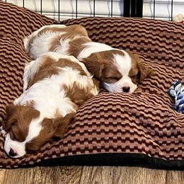 Cavalier King Charles Spaniels from Hooked on Cavaliers